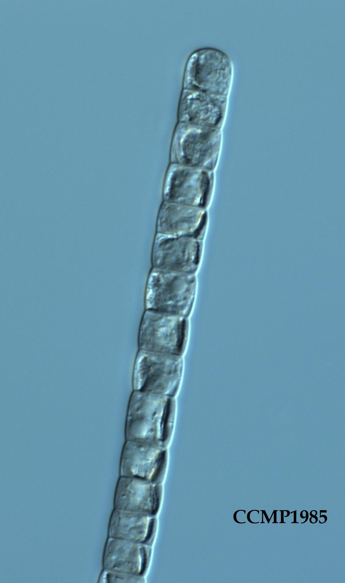 CCMP1985 | NCMA at Bigelow Laboratory